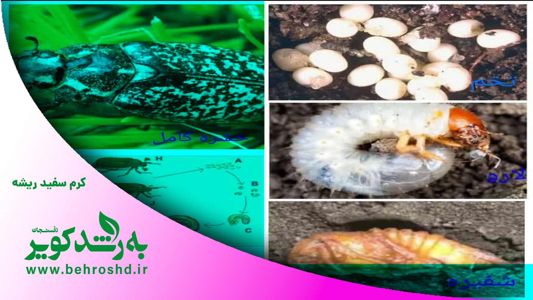 چرخه کرم سفید ریشه