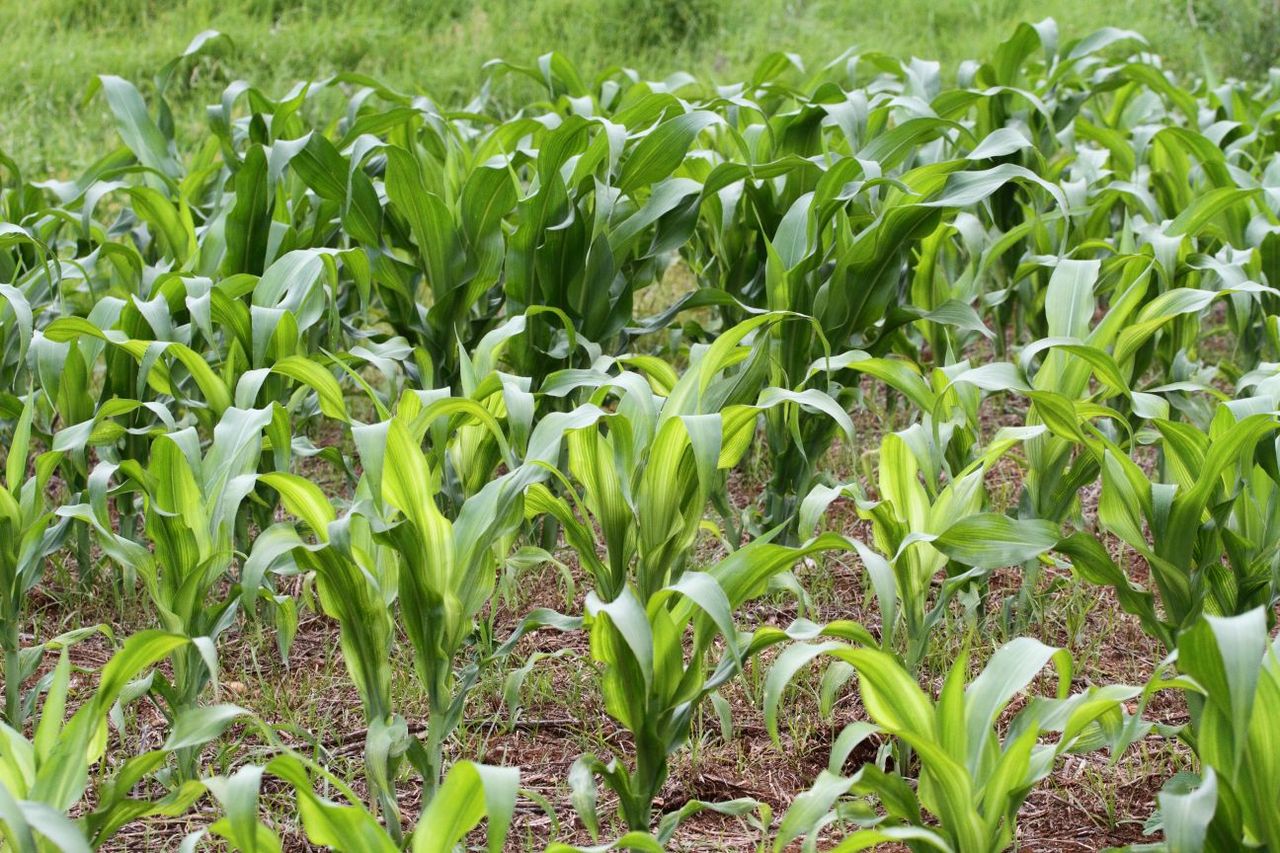 Zinc deficient maize plants