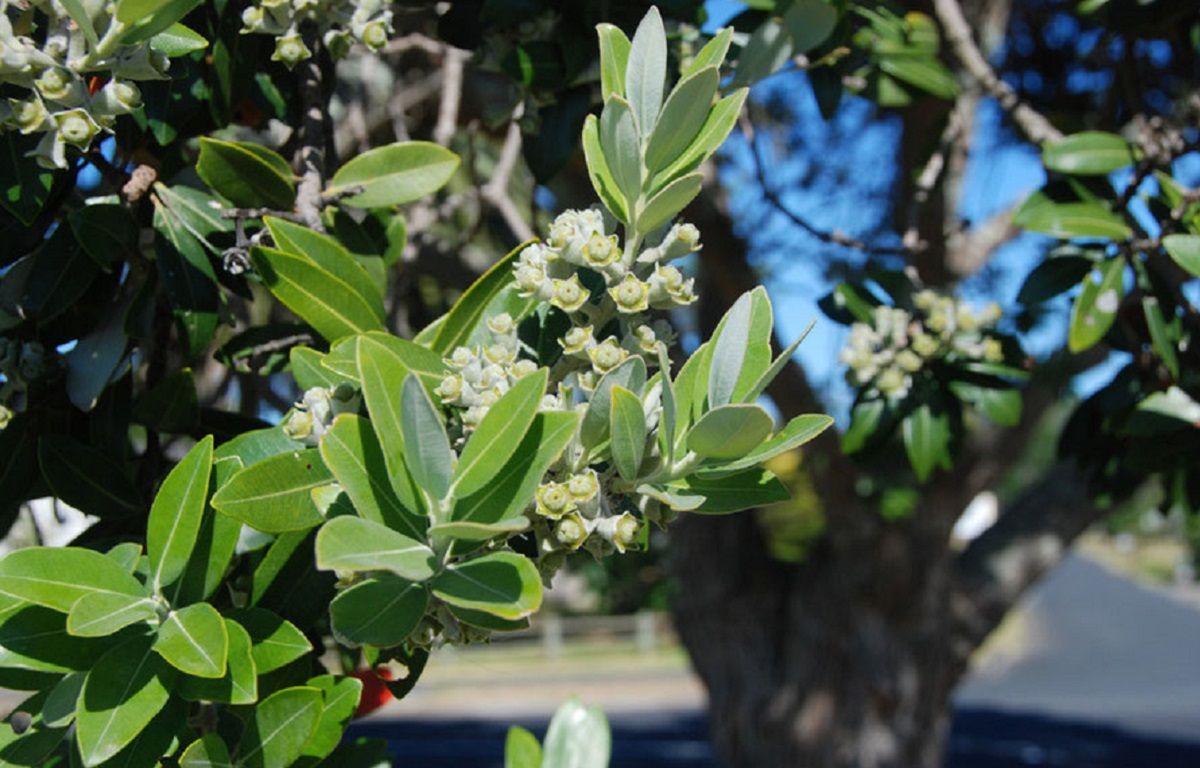 کمبود روی در گیاهان؛ علت ریزبرگی و کچلی سرشاخه‌ها و اهمیت آن در سنتز هورمون اکسین
