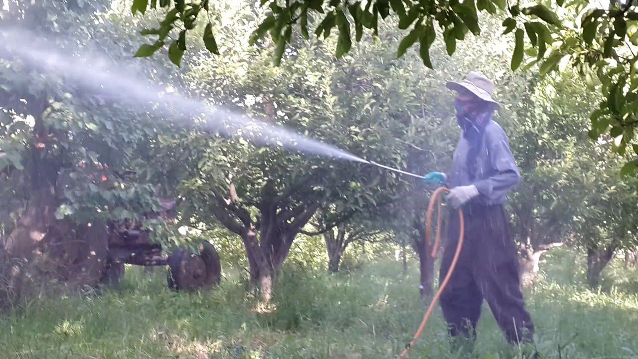 بهترین زمان محلول پاشی کلسیم برای باغات پسته